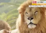 和歌山冒險世界《獅子遭人類傳染新冠死亡》日本首次動物園飼養動物被傳染案例