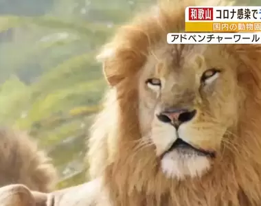 和歌山冒險世界《獅子遭人類傳染新冠死亡》日本首次動物園飼養動物被傳染案例