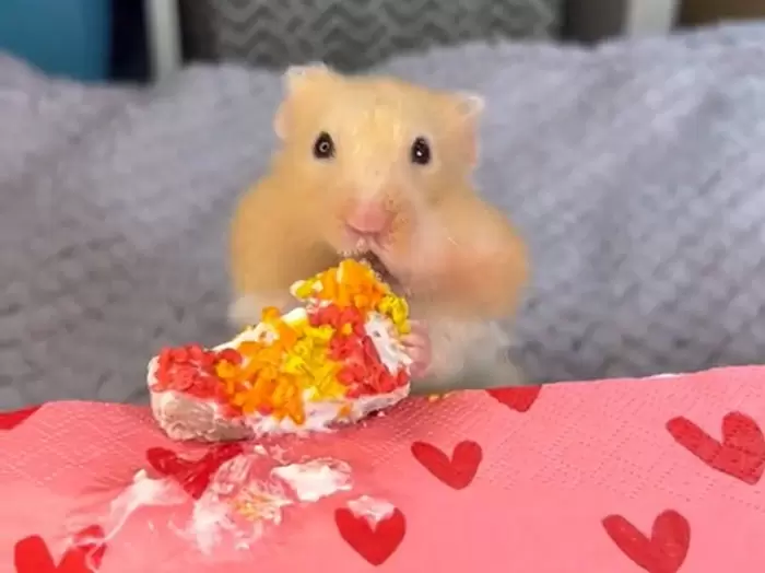 《世界上最幸福的倉鼠》主人每天寵愛餵食，還成立了社群帳號吸引60萬粉絲加入
