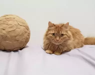 有愛貓奴《給貓貓一個收集6年的貓毛球當禮物》貓貓表示：不是買更好的貓糧嗎？你準備這個幹什麼？