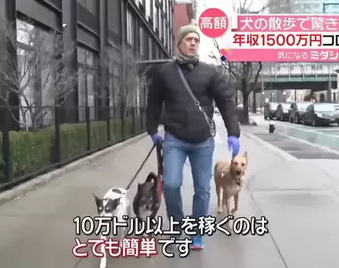 讓人羨慕的新職業《遛狗保母》專職遛狗人員年收入10萬美金,這難道就是最理想的工作?