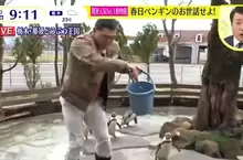 《日本綜藝節目餵企鵝炎上》不好好餵食卻跳進水池惡搞 嚇壞企鵝也讓園方氣炸了