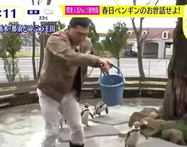 《日本綜藝節目餵企鵝炎上》不好好餵食卻跳進水池惡搞 嚇壞企鵝也讓園方氣炸了