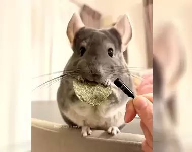 《寵物鼠進食時趁機收音》結果就像是ASMR影片一樣,那個咀嚼聲聽起來也太舒服惹❤