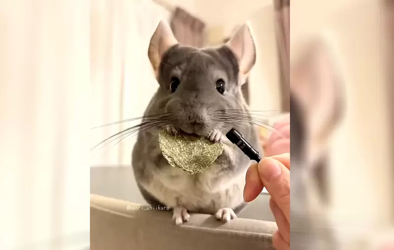 《寵物鼠進食時趁機收音》結果就像是ASMR影片一樣，那個咀嚼聲聽起來也太舒服惹❤