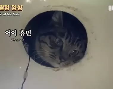 廁所鑽進貓貓直接變成《生物監視系統》上廁所再也不是一件孤單的事？