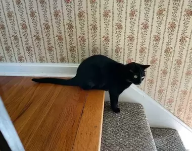 網友發文分享《你家貓到底怎麼了》照片，所以我家的貓現在是站著？還是坐著呢？