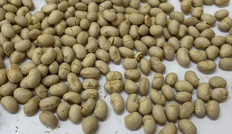 《木雕創作者的哀號》木雕大豆跟真大豆混在一起了 你看得出是哪一顆嗎? 《木雕創作者的哀號》木雕大豆跟真大豆混在一起了 你看得出是哪一顆嗎?