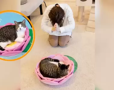 有神快拜《貓咪用蓮花坐墊》讓自家毛孩舒服的躺在上面保佑你一家平安