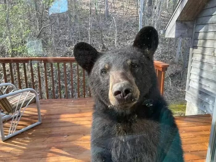 網友分享《各種來自窗外的景色》是要住在空氣多好的地方，往窗戶看去能發現一頭熊！？