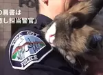 《警察局裡的療癒兔子警官》別人上班摸魚，這裡的警員上班摸兔這爽度就不一樣