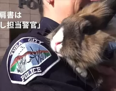 《警察局裡的療癒兔子警官》別人上班摸魚,這裡的警員上班摸兔這爽度就不一樣