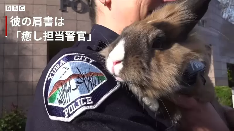 《警察局裡的療癒兔子警官》別人上班摸魚,這裡的警員上班摸兔這爽度就不一樣 《警察局裡的療癒兔子警官》別人上班摸魚,這裡的警員上班摸兔這爽度就不一樣