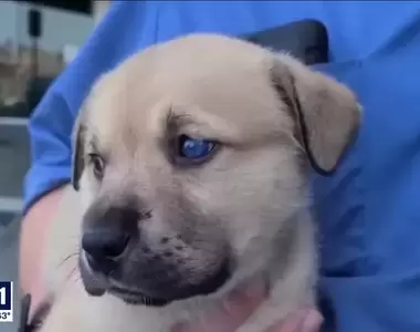 美國警匪追擊案《歹徒突然丟包一袋狗》丟錢丟武器丟毒品有聽過,丟狗到底是哪招?