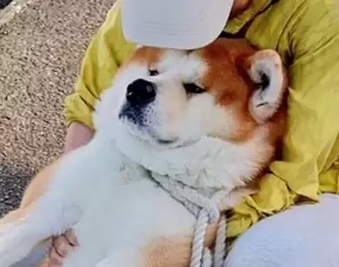 表情厭世《不想回家的秋田犬》脫力感滿點反正我就是賴著不想回去