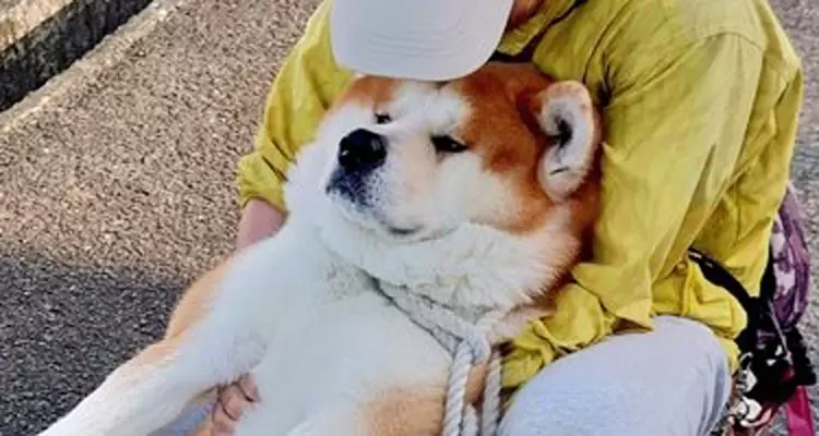 表情厭世《不想回家的秋田犬》脫力感滿點反正我就是賴著不想回去 表情厭世《不想回家的秋田犬》脫力感滿點反正我就是賴著不想回去