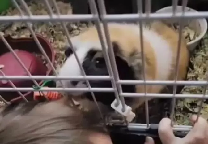 寵物鼠搖身一變成《家庭理髮師》小朋友頭髮越來越短的原因找到惹 寵物鼠搖身一變成《家庭理髮師》小朋友頭髮越來越短的原因找到惹