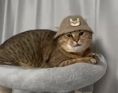 毛帽出在貓身上《收集貓毛替喵星人做的帽子》貓皇表示：人類你們的手藝還可以嘛