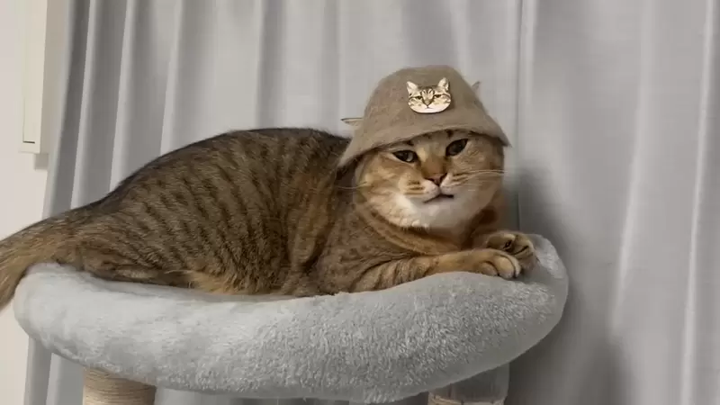 毛帽出在貓身上《收集貓毛替喵星人做的帽子》貓皇表示：人類你們的手藝還可以嘛