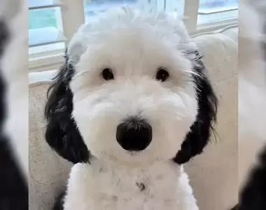 《現實版史努比》感覺狗狗沒事就會兩足步行走出家門自己去散步耶