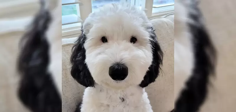 《現實版史努比》感覺狗狗沒事就會兩足步行走出家門自己去散步耶