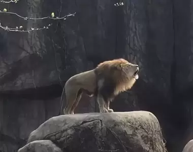 《獅子怎麼叫？》網友拍下林肯動物公園內獅王的吼聲