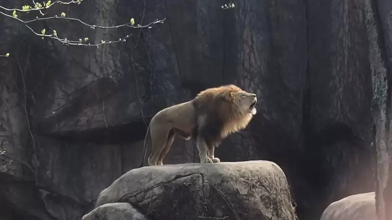 《獅子怎麼叫？》網友拍下林肯動物公園內獅王的吼聲