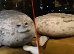 《悲報》水族館萌系擬真「海豹靠墊」買回家一年之後…天天被“毛手毛腳”頂不住崩壞真的變悲豹啦! 《悲報》水族館萌系擬真「海豹靠墊」買回家一年之後…天天被“毛手毛腳”頂不住崩壞真的變悲豹啦!