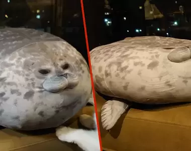 《悲報》水族館萌系擬真「海豹靠墊」買回家一年之後…天天被“毛手毛腳”頂不住崩壞真的變悲豹啦!
