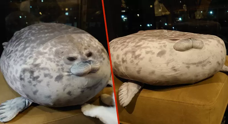 《悲報》水族館萌系擬真「海豹靠墊」買回家一年之後…天天被“毛手毛腳”頂不住崩壞真的變悲豹啦！