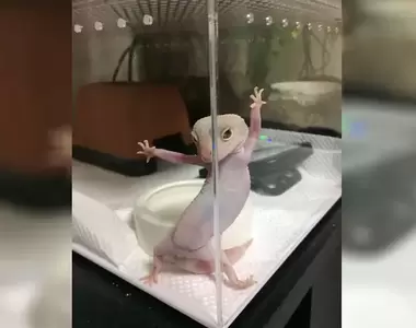 《各種趣味動物萌照》超搶鏡POSE這是在告訴我們大家牠才是主角