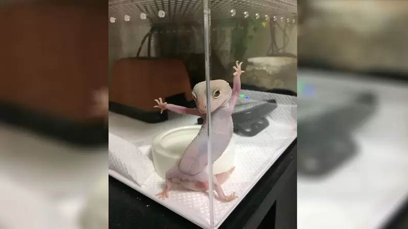 《各種趣味動物萌照》超搶鏡POSE這是在告訴我們大家牠才是主角 《各種趣味動物萌照》超搶鏡POSE這是在告訴我們大家牠才是主角