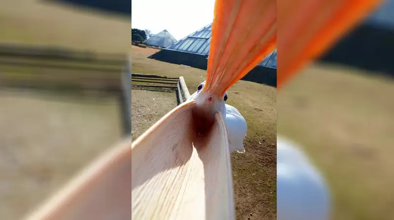 推特話題《PO出離你最近的鳥照》至近距離的鵜鶘大概就長這樣子= = 推特話題《PO出離你最近的鳥照》至近距離的鵜鶘大概就長這樣子= =