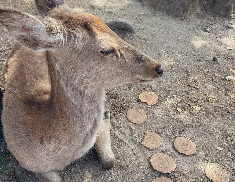 《黃金週反常的奈良鹿》日本長假湧現觀光客 狂餵鹿仙貝害牠們吃膩了？