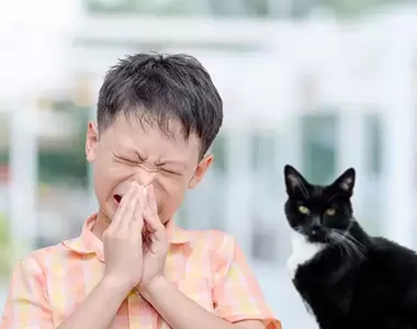 日本調查《即便對貓過敏也要養貓》打噴嚏、流鼻水沒關係，因為養貓可以療癒自己更重要
