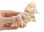 原色圖鑑系列番外篇《地表最強微生物 水熊蟲》要知道扭蛋玩具可是比實際大上1萬倍喔 原色圖鑑系列番外篇《地表最強微生物 水熊蟲》要知道扭蛋玩具可是比實際大上1萬倍喔