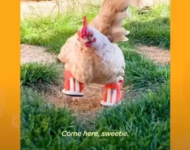 《擁有最多雙鞋子的雞》因為有鞋鞋的幫助，可以讓雞開心的探索任何地方