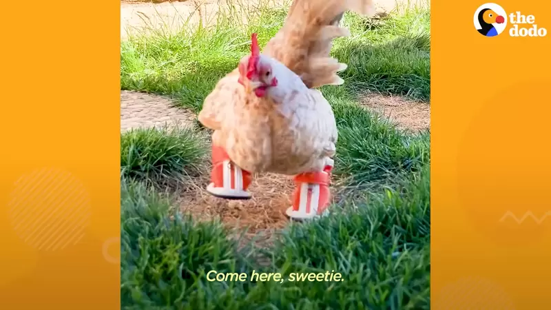 《擁有最多雙鞋子的雞》因為有鞋鞋的幫助，可以讓雞開心的探索任何地方