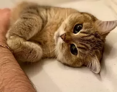 網友分享《可愛到讓人融化的貓咪照片》貓貓的年紀已經是老太太惹，但當她這樣看著我時，依舊是我那可愛的貓咪