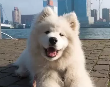 《能用耳朵打拍子的薩摩耶犬》超可愛模樣萌翻眾多網友，還陪著主人到世界各地旅行冒險