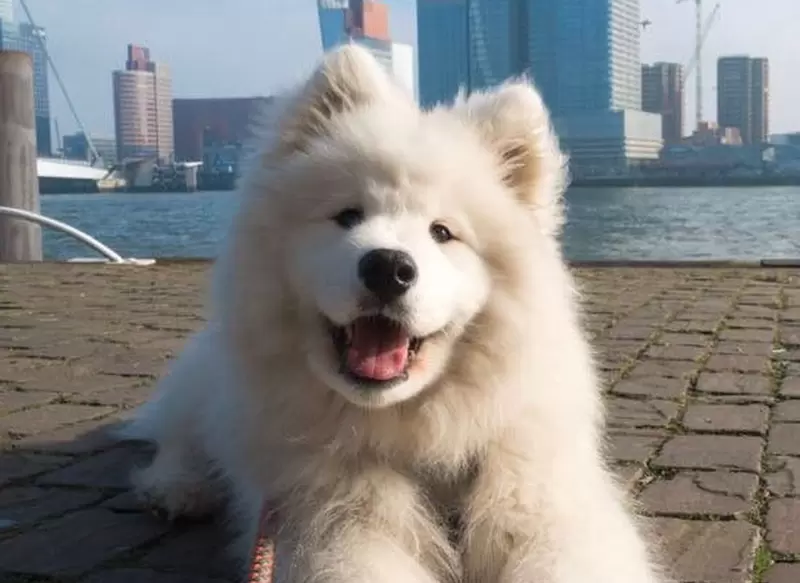 《能用耳朵打拍子的薩摩耶犬》超可愛模樣萌翻眾多網友，還陪著主人到世界各地旅行冒險