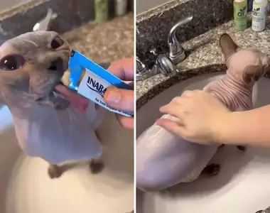 《無毛貓洗澡片片》我就來分享最近一看再看停不下來的短影片