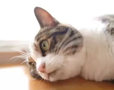 日本開發《貓慢性腎病治療藥物》研發過程順利，未來貓貓們有機會變得更健康甚至活到30歲