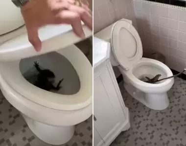 《馬桶裡有蜥》像是恐怖B級片裡的題材,但發生在真實生活裡就笑不出來惹