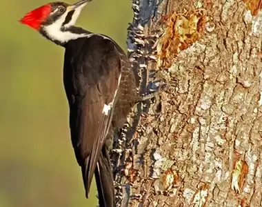 《啄木鳥鑿樹的模樣》牠這樣咚咚咚敲樹都不會腦震盪喔!?