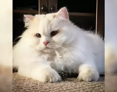 《像雲一樣蓬鬆柔軟的白貓》曾經被遺棄但好心飼主救援，現在天天過著幸福快樂的日子