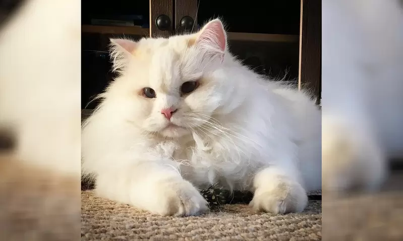 《像雲一樣蓬鬆柔軟的白貓》曾經被遺棄但好心飼主救援,現在天天過著幸福快樂的日子 《像雲一樣蓬鬆柔軟的白貓》曾經被遺棄但好心飼主救援,現在天天過著幸福快樂的日子