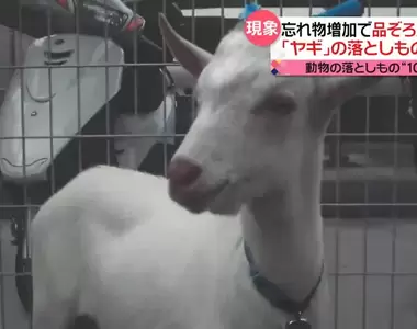 最近四年《日本警方收容遺失動物多達十萬隻》光是貓貓狗狗就有7萬多,其中連山羊都有...