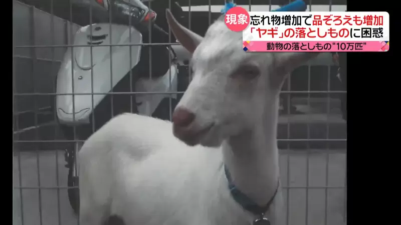 最近四年《日本警方收容遺失動物多達十萬隻》光是貓貓狗狗就有7萬多,其中連山羊都有... 最近四年《日本警方收容遺失動物多達十萬隻》光是貓貓狗狗就有7萬多,其中連山羊都有...