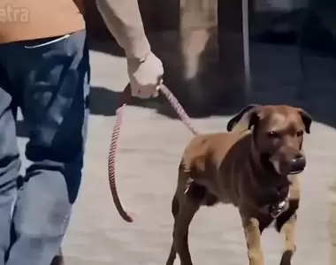 文本生成影片《Gen-2》透過AI生成的狗狗影片，呈現出來的世界觀讓我覺得有點可怕